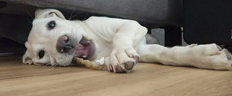 Labradorwelpe Betty liegt verspielt auf dem Boden und kaut an einem Knochen