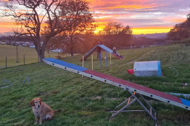 Trainingsgelände von Dog Harmony im Abendrot, ein Hund sitzt neben der Wippe
