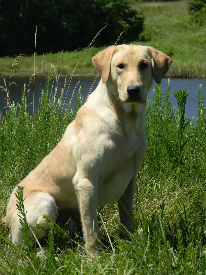 Retriever Bodo sitzt im hohen Gras an einem Teich