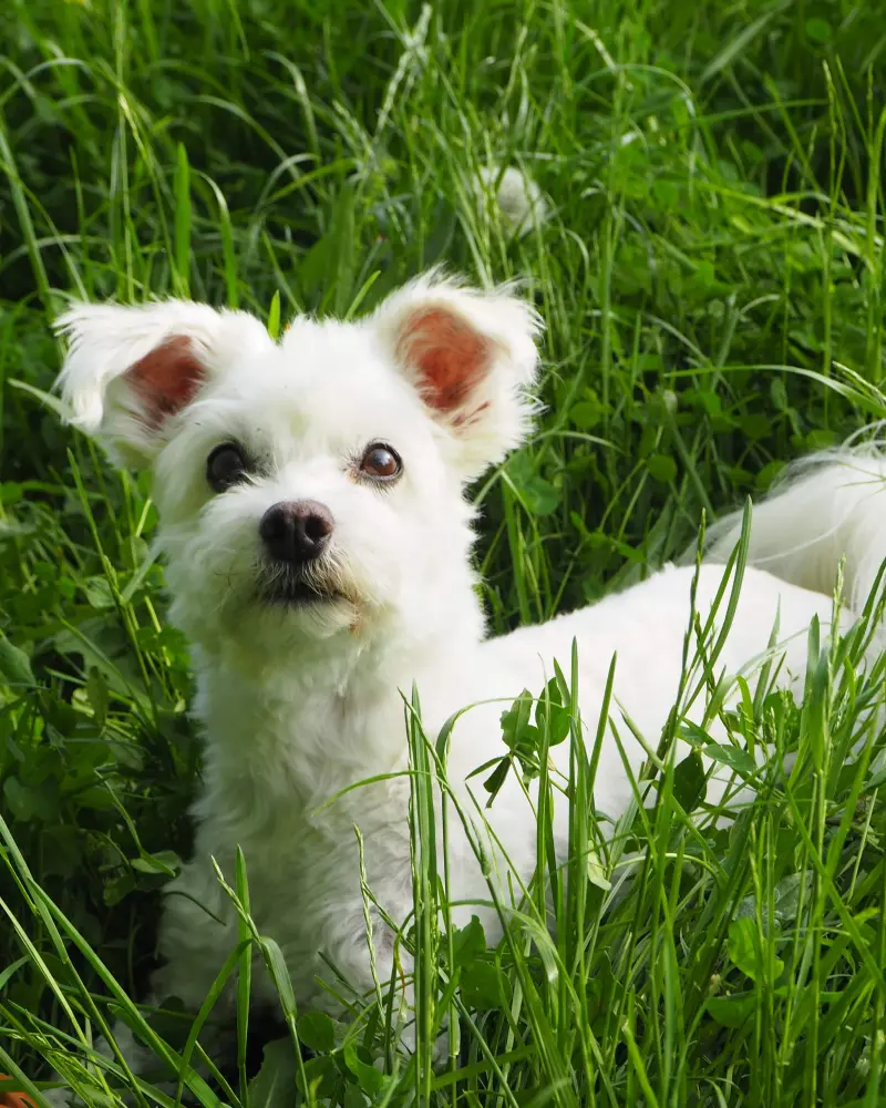 Christinas Hund Scotti, ein kleiner weißer Hund, im hohen Gras