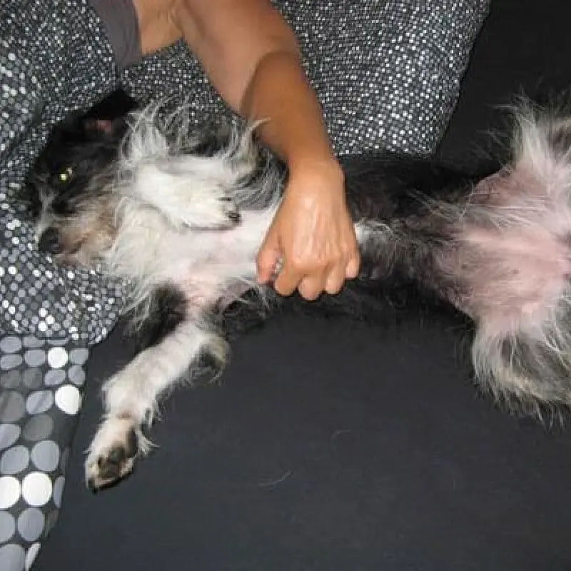 Hund Berri liegt entspannt auf dem Rücken und lässt sich den Bauch kraulen