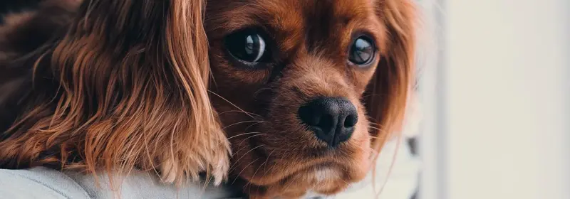 Cavalier King Charles Spaniel liegt zuhause und schaut in die Kamera