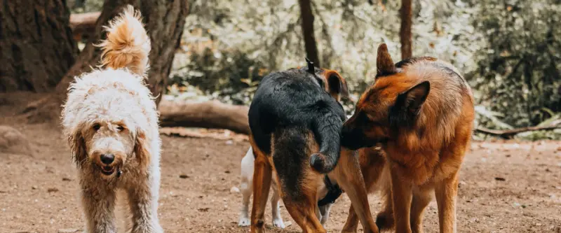 Drei Hunde begegnen und beschnuppern sich auf einem Waldweg