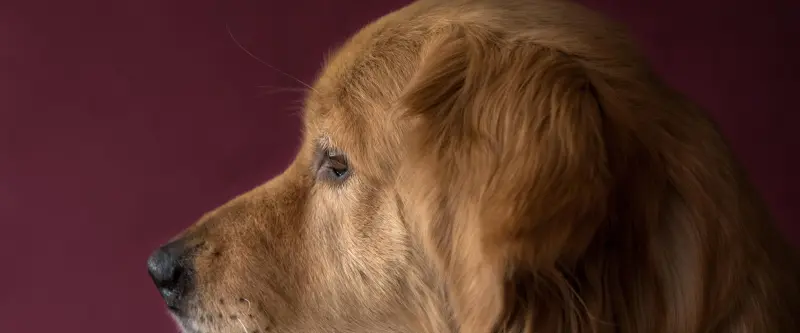 Seitenporträt eines Golden Retrievers vor dunkelrotem Hintergrund