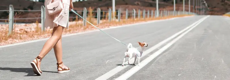 Frau geht mit einem kleinen Hund an der Leine eine Landstraße entlang