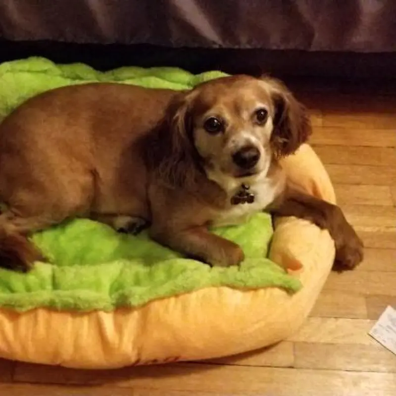 Hündin Senta liegt in ihrem Hundebett