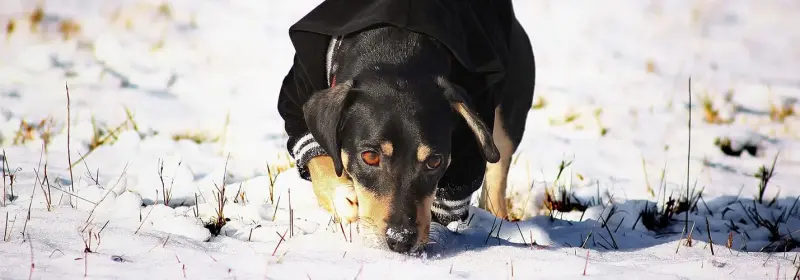 Hund in Jacke schnüffelt im Schnee nach einer Spur