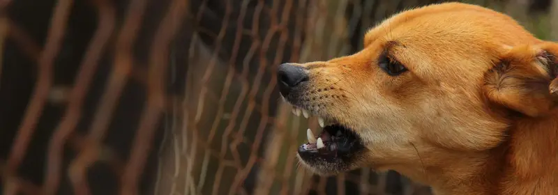 Hund zeigt hinter einem Zaun knurrend die Zähne