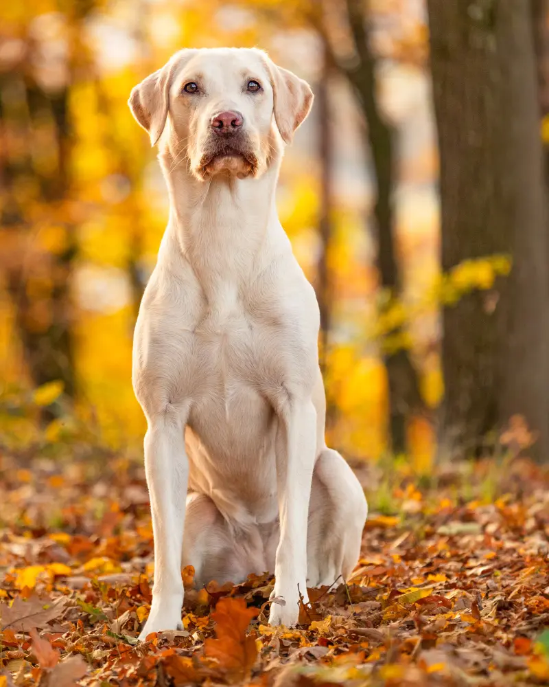 Labradorhündin Betty sitzt im Herbstlaub